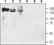 NKCC1/SLC12A2  Blocking Peptide