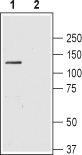 SLC4A4/NBC1 (extracellular) Blocking Peptide