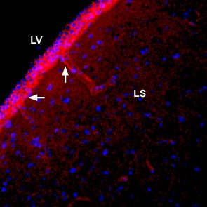 Anti-SLC4A4 (NBC1) (extracellular) Antibody