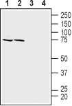 ASCT1/SLC1A4 Blocking Peptide