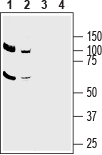ASCT2/SLC1A5 Blocking Peptide