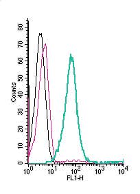 Anti-Human ASCT2/SLC1A5 (extracellular)-FITC Antibody