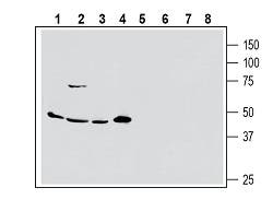 Anti-Human ASCT2/SLC1A5 (extracellular) Antibody