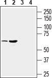 SLC17A9 Blocking Peptide