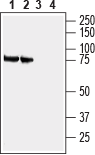 Anti-SLC3A1 (extracellular) Antibody