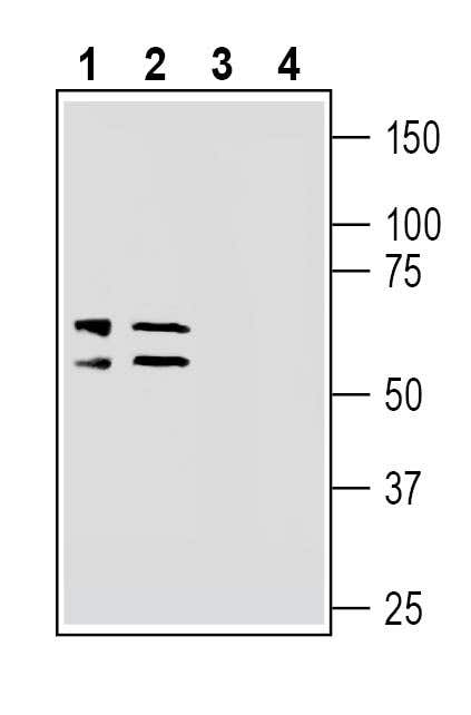LAT2 (SLC7A8) (extracellular) Blocking Peptide