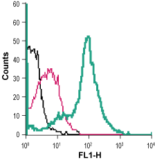 Anti-xCT/SLC7A11 (extracellular)-FITC Antibody