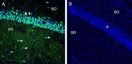 Anti-xCT/SLC7A11 (extracellular) Antibody