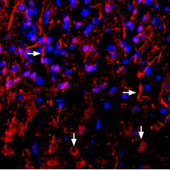 Anti-NRG1 (Neuregulin-1) (extracellular) Antibody