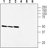 xCT/SLC7A11 (extracellular) Blocking Peptide