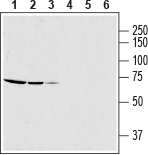 Anti-SLC25A12 Antibody - Carrier Free