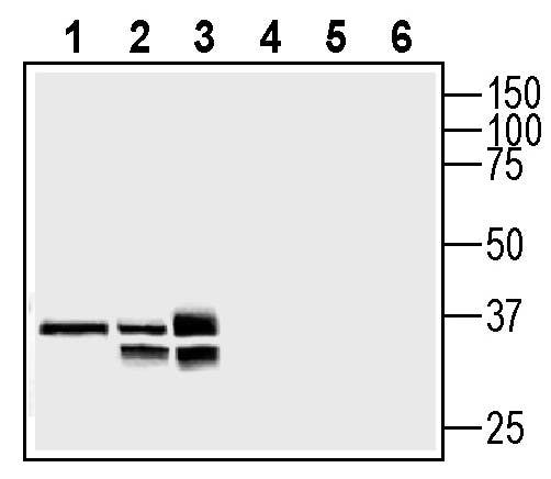 Anti-SLC25A18 (GC2) Antibody - Carrier Free