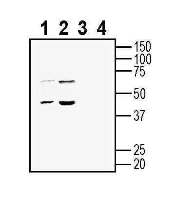 SLC25A22 (GC1) Blocking Peptide