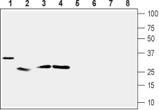 UCP2 Blocking Peptide