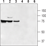 SLC47A1 Blocking Peptide
