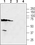 Anti-SLC47A2 Antibody - Carrier Free