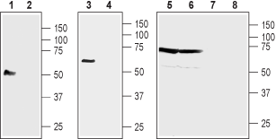 NIPAL4 (extracellular) Blocking Peptide