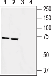 SLC41A2 (extracellular) Blocking Peptide