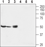 MRS2 Blocking Peptide