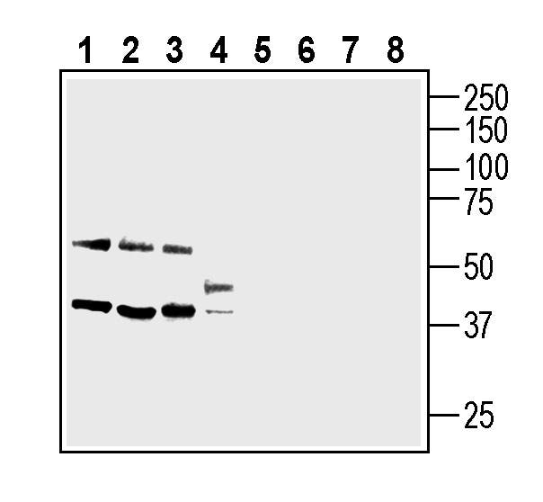 SLC10A4 (extracellular) Blocking Peptide