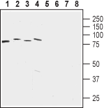 LETM1 Blocking Peptide