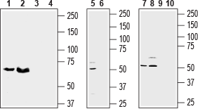 SLC38A1 Blocking Peptide