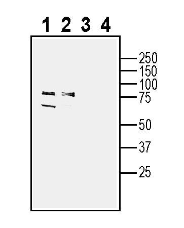 Anti-SLC38A2 (SNAT2) Antibody - Carrier Free
