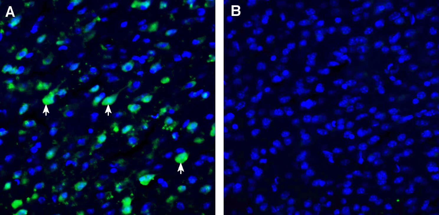 Anti-SLC38A9 Antibody