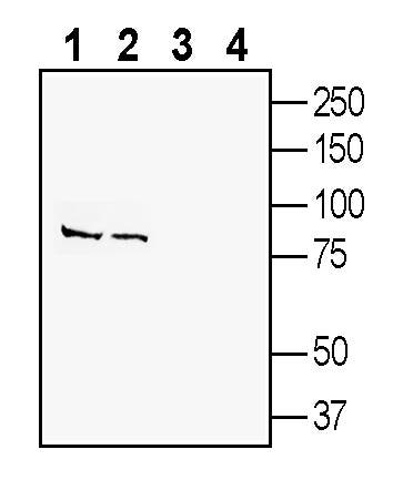 Anti-SLC38A9 Antibody - Carrier Free