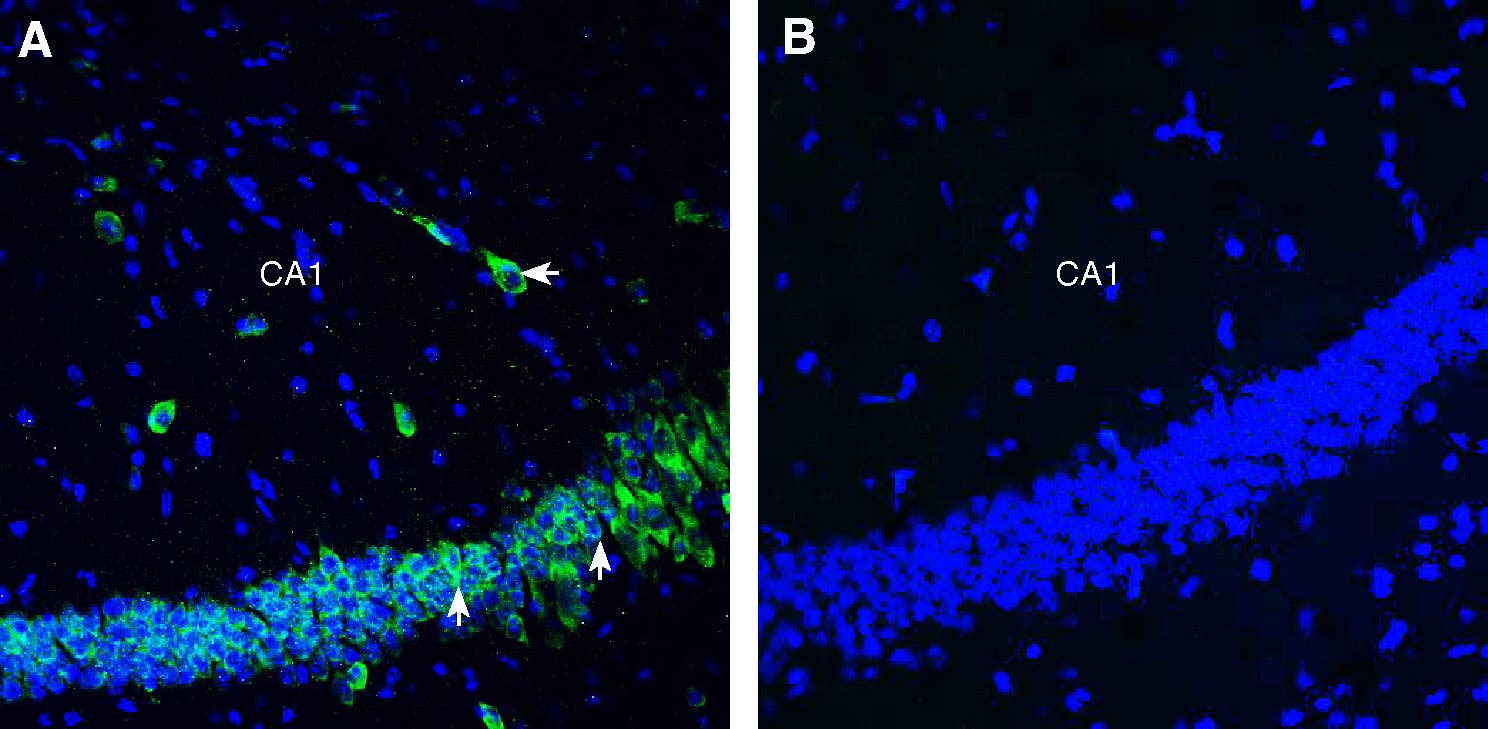 Anti-SLC3A2 (CD98) (extracellular) Antibody