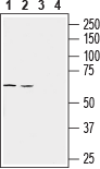 LAT3/SLC43A1 (extracellular) Blocking Peptide