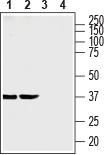 Anti-SLC35G1 (extracellular) Antibody