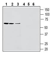 Anti-SLC11A1/NRAMP1 (extracellular) Antibody - Carrier Free