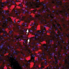 Anti-GFR alpha 4 (extracellular) Antibody