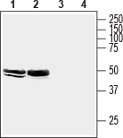 Homer2 Blocking Peptide