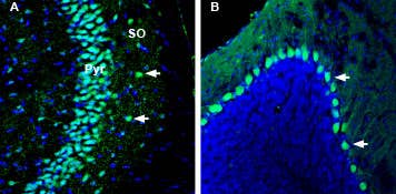 Anti-Kidins220 Antibody