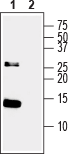 Neurotrophin 3/NT-3 Blocking Peptide