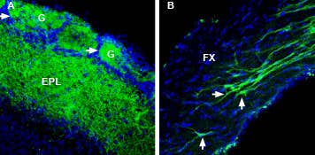 Anti-RIC3 Antibody