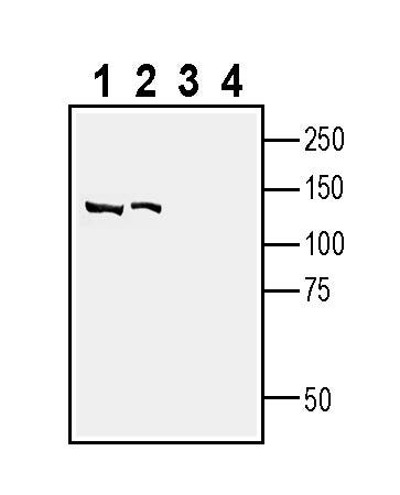 Na+/H+ Exchanger 4 (NHE-4) Blocking Peptide