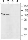 Anti-Na<sup>+</sup>/H<sup>+</sup> Exchanger 5 (NHE-5) Antibody
