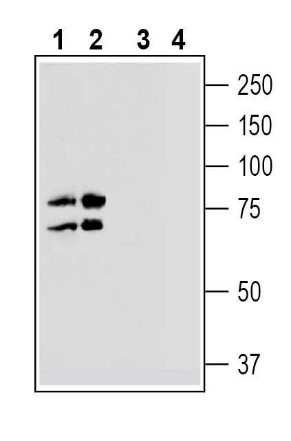 Na+/H+ Exchanger 7 (NHE7) (extracellular) Blocking Peptide