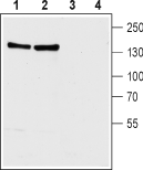 Anti-NCX1 (SLC8A1) Antibody - Carrier Free