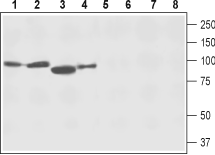 Anti-NCX2 (SLC8A2) Antibody - Carrier Free