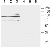 NCX3/SLC8A3 Blocking Peptide