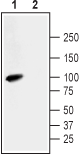 Anti-Na<sup>+</sup>/H<sup>+</sup> Exchanger 3 (NHE-3) Antibody