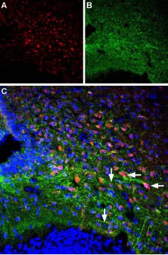 Anti-Orexin Receptor 1-ATTO Fluor-488 Antibody