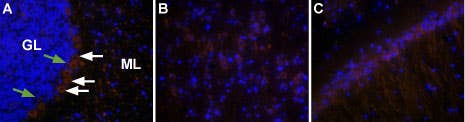 Anti-Orexin Receptor 2 Antibody