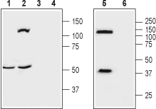 κ-Opioid Receptor/OPRK1 (extracellular) Blocking Peptide