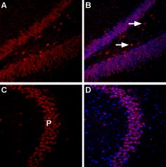 Anti-Nociceptin Receptor (OPRL1)-ATTO Fluor-594 Antibody