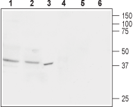 Nociceptin Receptor/OPRL1 Blocking Peptide